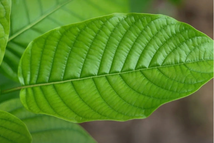 Green Kratom