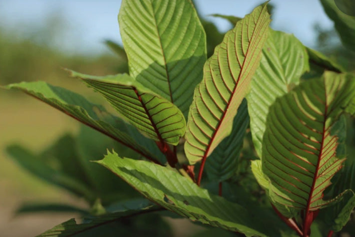 Red Kratom