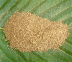 Premium Malaysian Kratom Powder - KH