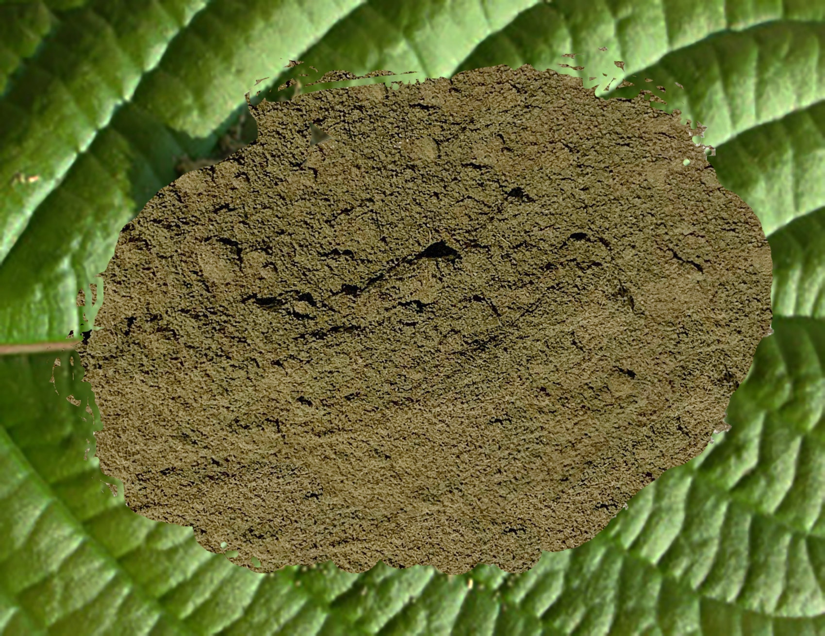 Trainwreck Kratom Powder - KH