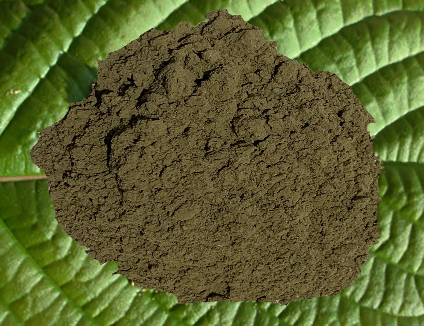 White Hulu Kapuas Kratom Powder - KH